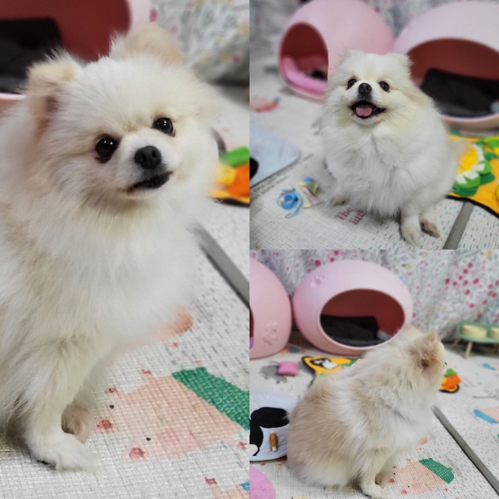 보호중 포메라니안의…